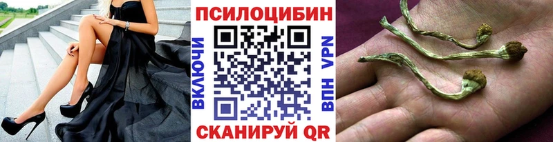Псилоцибиновые грибы Psilocybe  Йошкар-Ола 